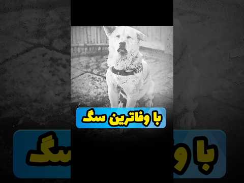 داستان باوفاترین سگ دنیا #سگ #سگهای_قهرمان #سگها #حیوانات #حقایق #دانستنی #حقایق_جالب #ژاپن