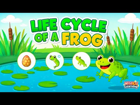 Life Cycle of a Frog 🐸 | From Egg to Frog | WildKid Learning