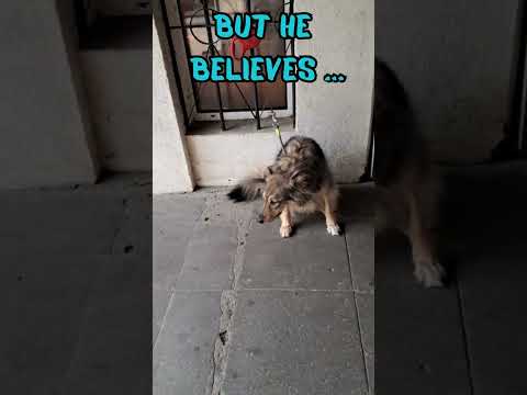 Told to wait, so he waits. Quiet loyalty, endless love. 🐶❤️ #Shorts #cutedogs