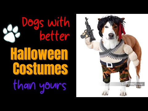 35 Dogs With Better Halloween Costumes Than Yours