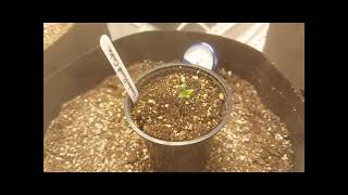 Grow 1 - Week 1 Update - cannabis seedlings