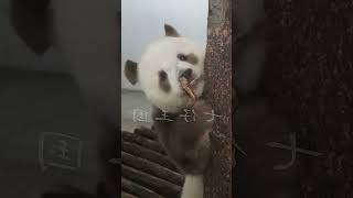 Adorable Panda Game: Chocolate Bear Hide and Seek! 😍 #ShaanxiQinlingBrownPanda #CutePandas...