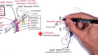 Clinical Anatomy - Lower Limb Overview