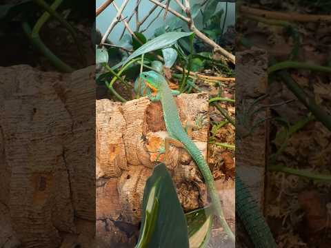Meet The Tree Dwelling 🌳 18-inch Long Green Keel-Bellied Lizard 🦎😍 #lizard #reptiles #pets