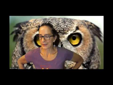 Houston Audubon Raptor Tour Virtual Field Trip