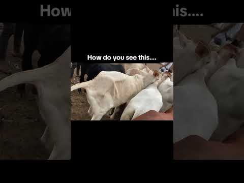 Please contact and let’s do business. #cow #countryside #farming #checkthebreed