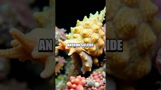 Unveiling Marine Mysteries: Secrets of the Ocean Floor