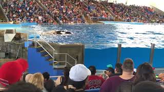 Orca whale show 2