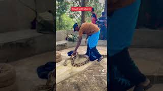 Huge python #gaming #youtubeshorts