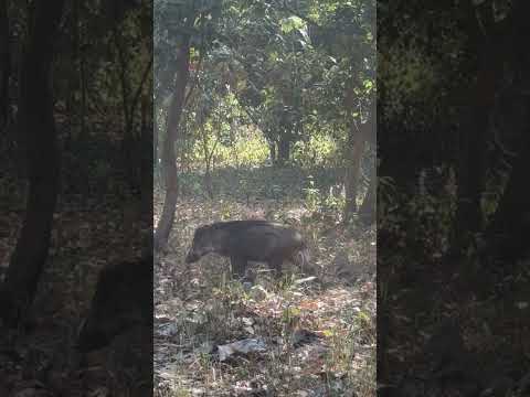 Jungli pigs in the wild Jungle #intotheforest #safari #wildlife #youtuveshortvideo #youtube