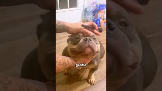 American Bully #foryou #funny #animals #amercanbully #cute #shorts #youtubeshorts