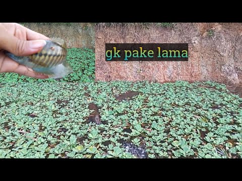 Waktu terbatas, tapi strike tanpa batas -cara mancing sepat Siam ||vlog#03