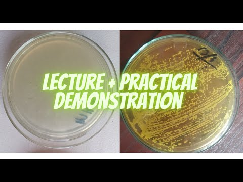 Bacterial Culture | Media Preparation | Microbiology | Culture Sensitivity Test | Growth Media