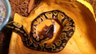 Pastel Python in action