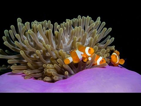 Misool Magic HD - Raja Ampat