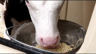 How to use Axcelera C - Accelerated performance and weaning