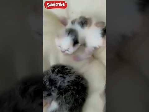 Mama Cat Missing, Kittens Survive (Stray Rescue)