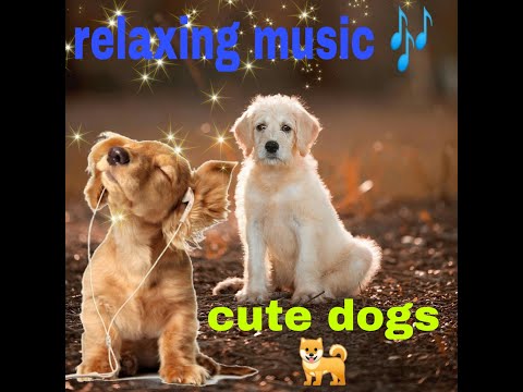 best relaxing moments with dogs