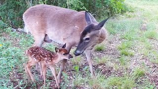 Mama Deer vs the coyotes:  A fight for the fawns