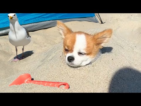 Funniest Summer's Dogs 🐶, Cats 🐱 and Cute Animals 🐾
