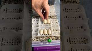 We found more #eggs! #molinarosnakelab #diy #hognose #reptiles #snakebreeding #snakeeggs #petsnakes