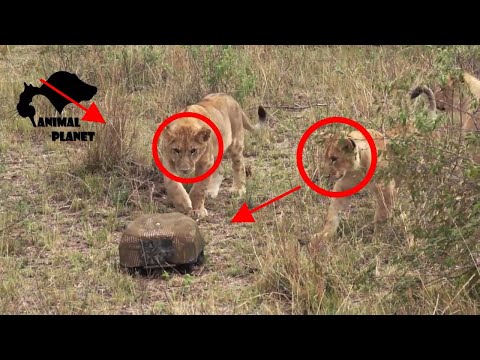 wild animals on camera - reaction