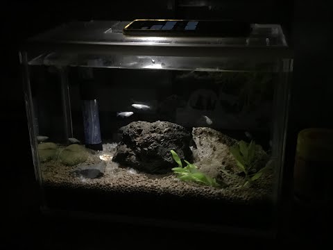 ＃1 メダカ水槽