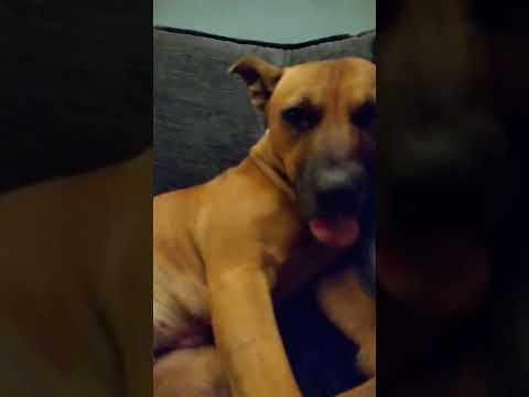 when the puppy steals your seat!!! #dog #staffies #puppy #doglovers