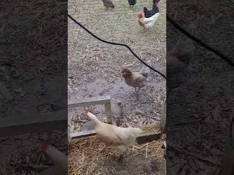 Life with Chickens - Forgetting How to Use a Door #chicken #homesteader #funny #silly #fun
