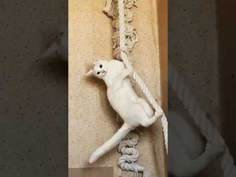 Mission: Possible🕵️‍♂️ #catshorts #cutecat #catplaying #kitten #funnycatshorts #pets #paws #catlife