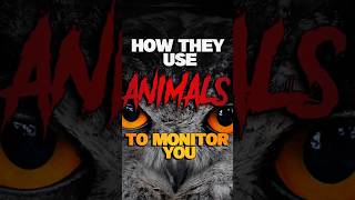 MONITORING SPIRITS - How They Use ANIMALS 🐭 To Monitor YOU