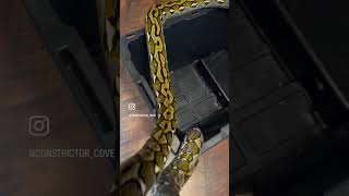 Beautiful Bantaeng Sulawesi Island Reticulated Python