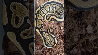 Arroyo Male #royalpython #shorts
