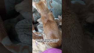 #catlovers #cat #petlovers #kitten #cat #pets