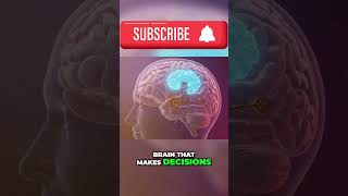 Build Resilience: Rewire Your Brain (Neuroscience Explained)