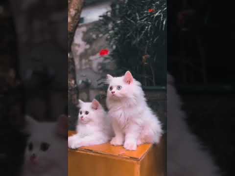 bubu+dudu #pet #cat