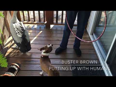 Buster Brown™️ Putting up with Humans