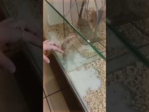 this is originally video :) #meme #edit #idk #mem #lol #animal#angryanimal#cuteanimal