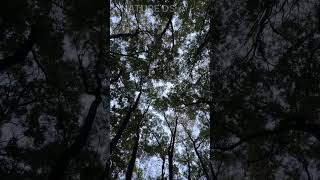 Calming Sky View with Gentle Wind Sounds
