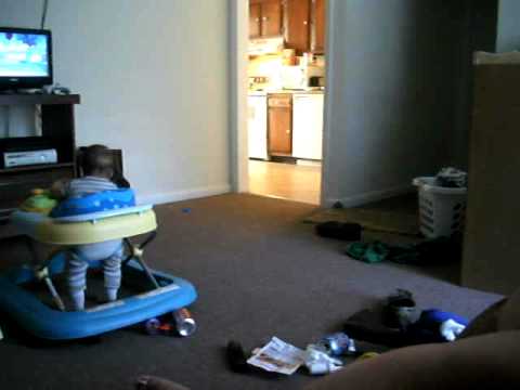 Cat who Plays Fetch