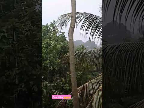 natureza gratidão senhor #amigos #natureza #brasil #dia @MariaDaConceicao-il8pp