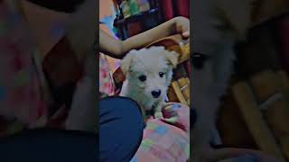 pyara ziggy ❤️ #minivlog #funny #shortvideo #subscribe #love #vloggingcamera #vlogging #vlogginglife