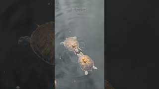 Turtle Core .🐢🐢#turtle  #funnyanimals #petvideos ##fyppppppppppppppppppppppp #fypp