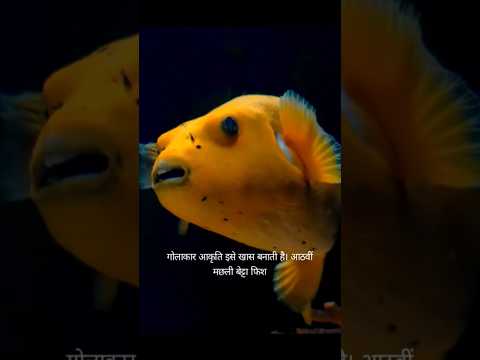 top 10 coolest fish 😱 #shorts #short  #trending #trendingshorts #fish #yt  #viralshorts #trend #love