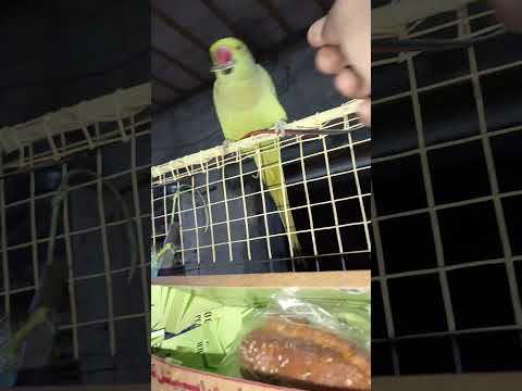 My parrot is eating dalda beej😍💫