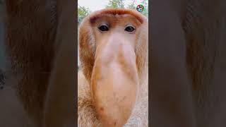 Big nose Proboscis