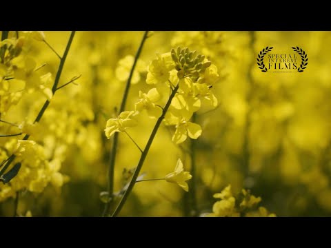 Nuseed: Advancing Plant-Based Technologies to Solve Global Challenges