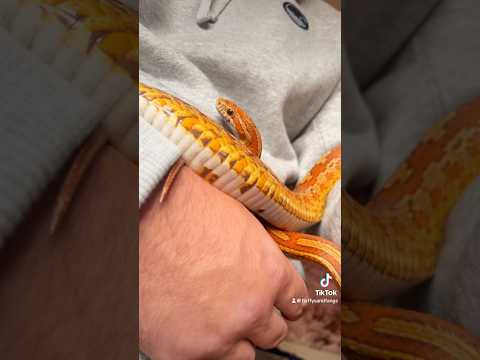 How Big Are Corn Snakes? 🐍 #cornsnake #snake #reptile