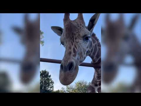 The Funniest Animals On The Internet