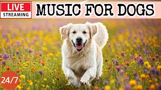 🔴[LIVE] Dog Music🎵🐶Calming Music for Dogs🐶💖Ease Separation Anxiety🦮Dog Music for Sleep🔴11